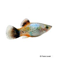 Blue Calico Platy (Xiphophorus maculatus var.)