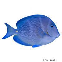 Blue Caribbean Tang (Acanthurus coeruleus)