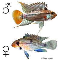 Blue Cheek Dwarf Cichlid (Apistogramma eunotus)