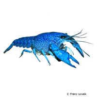 Blue Crayfish (Procambarus alleni 'Blue')