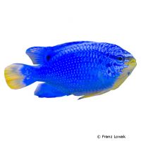 Blue Damselfish (Chrysiptera cyanea)