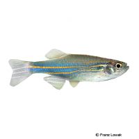 Blue Danio (Danio kerri)