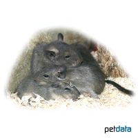 Blue Degu (Octodon degus 'Blue')