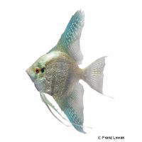 Blue Diamond Angelfish (Pterophyllum scalare var.)