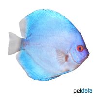 Blue Diamond Discus (Symphysodon aequifasciatus var.)