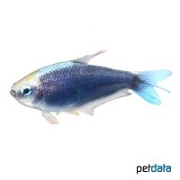 Blue Emperor Tetra (Nematobrycon palmeri 'Blue')