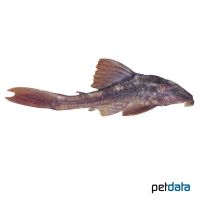 Blue Eyed Red Fin Pleco (Hypostomus soniae)
