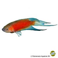 Blue Fin Paradise Fish (Macropodus opercularis 'Blue Fin')