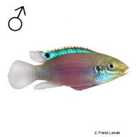 Blue Fin Pelviachromis (Enigmatochromis lucanusi)