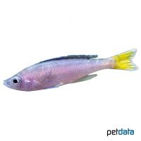 Blue Flash (Cyprichromis leptosoma 'Mpulungu')
