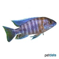 Blue Gold Aulonocara (Aulonocara korneliae)