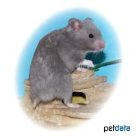 Blue Golden Hamster (Mesocricetus auratus 'Blue')