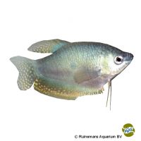 Blue Gourami (Trichopodus trichopterus)