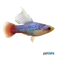 Blue Hi Fin Variable Platy (Xiphophorus variatus var.)