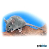 Blue House Mouse (Mus musculus f. dom. 'Blue')