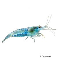 Blue Jelly Shrimp (Neocaridina sp. 'Blue Jelly')