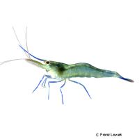 Blue Leg Poso Shrimp (Caridina caerulea)