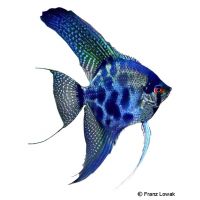 Blue Leopard Angelfish (Pterophyllum scalare var.)