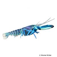 Blue Moon Crayfish (Cherax gherardii)