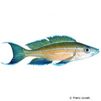 Blue Neon Cichlid Chituta (Paracyprichromis nigripinnis 'Chituta')