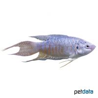 Blue Paradise Fish (Macropodus opercularis 'Blue')