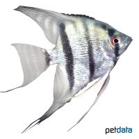 Blue Pearl Angelfish (Pterophyllum scalare var.)