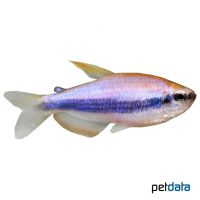 Blue Purple Emperor Tetra (Inpaichthys kerri 'Blue')