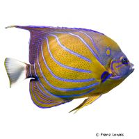 Blue Ring Angelfish (Pomacanthus annularis)