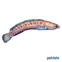 Blue Snakehead (Channa andrao)