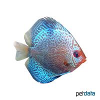 Blue Snakeskin Discus (Symphysodon aequifasciatus var.)