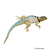 Blue Spiny Lizard (Sceloporus cyanogenys)