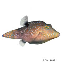 Blue Spotted Pufferfish (Canthigaster solandri)