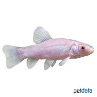 Blue Tench (Tinca tinca 'Blue')