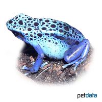 Blue Tinging Frog (Dendrobates tinctorius 'Azureus')