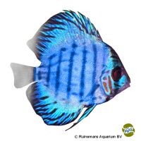 Blue Turquoise Discus (Symphysodon aequifasciatus var.)