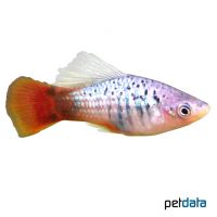 Blue Variable Platy (Xiphophorus variatus var.)