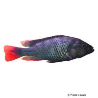 Blue Victoria Mouthbrooder (Haplochromis nubilus)