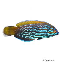 Blue and Yellow Wrasse (Anampses lennardi)