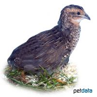 Blue-breasted Quail (Synoicus chinensis)