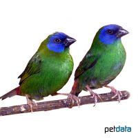 Blue-faced Parrotfinch (Erythrura trichroa)