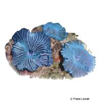 Blue-striped Bubble Mushroom (Discosoma sp.)