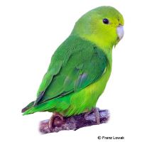 Blue-winged Parrotlet (Forpus xanthopterygius)