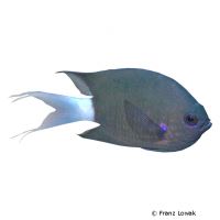 Blueaxil Chromis (Chromis caudalis)