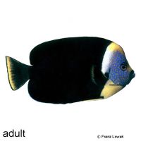 Blueface Angelfish (Chaetodontoplus personifer)