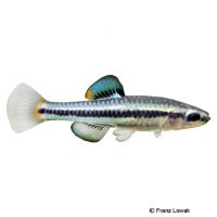 Bluefin Killifish (Lucania goodei)