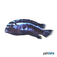 Bluegray Mbuna (Pseudotropheus johannii)