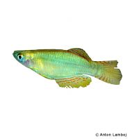 Bluegreen Lampeye Edea (Procatopus aberrans 'Edea')