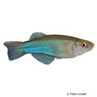 Bluegreen Lampeye (Procatopus aberrans)