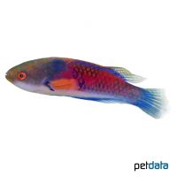 Bluehead Fairy Wrasse (Cirrhilabrus cyanopleura)