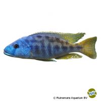 Bluehead Tyrannochromis (Tyrannochromis nigriventer)